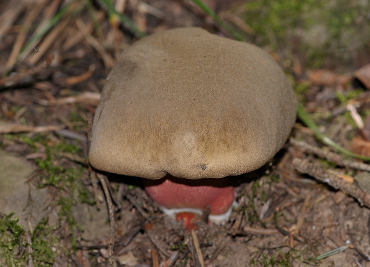 Boletus luridus ?